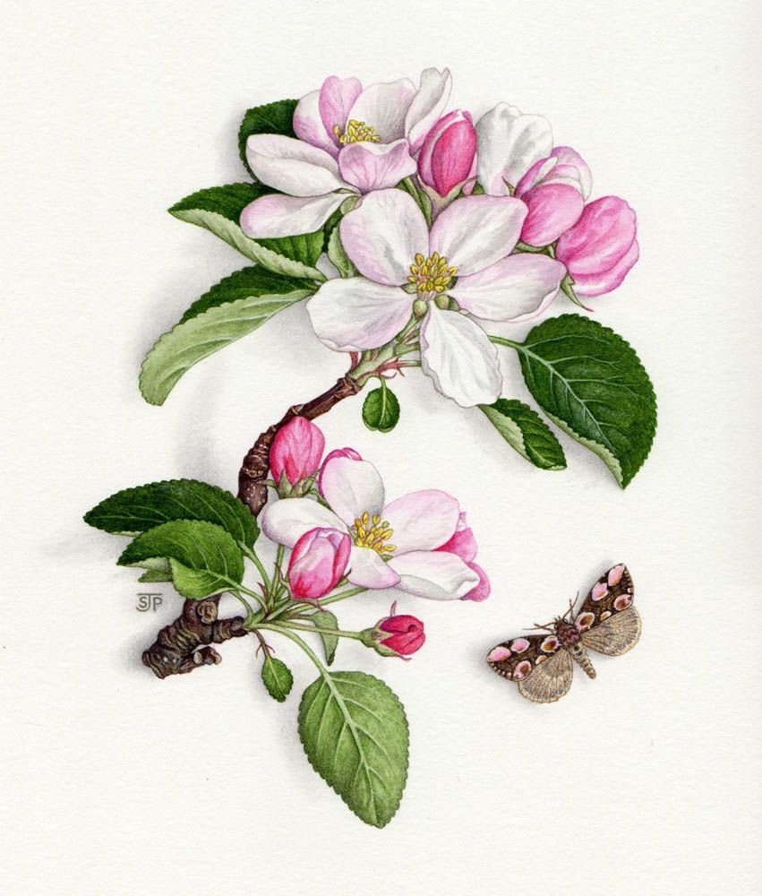 Биолог Эстетика