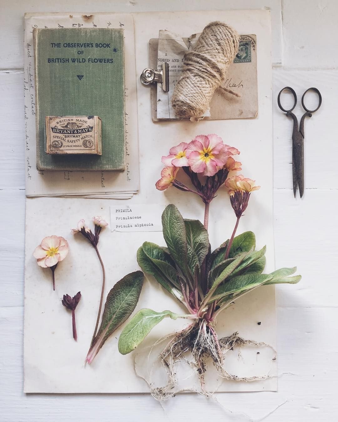 Книжка с сушеными цветами