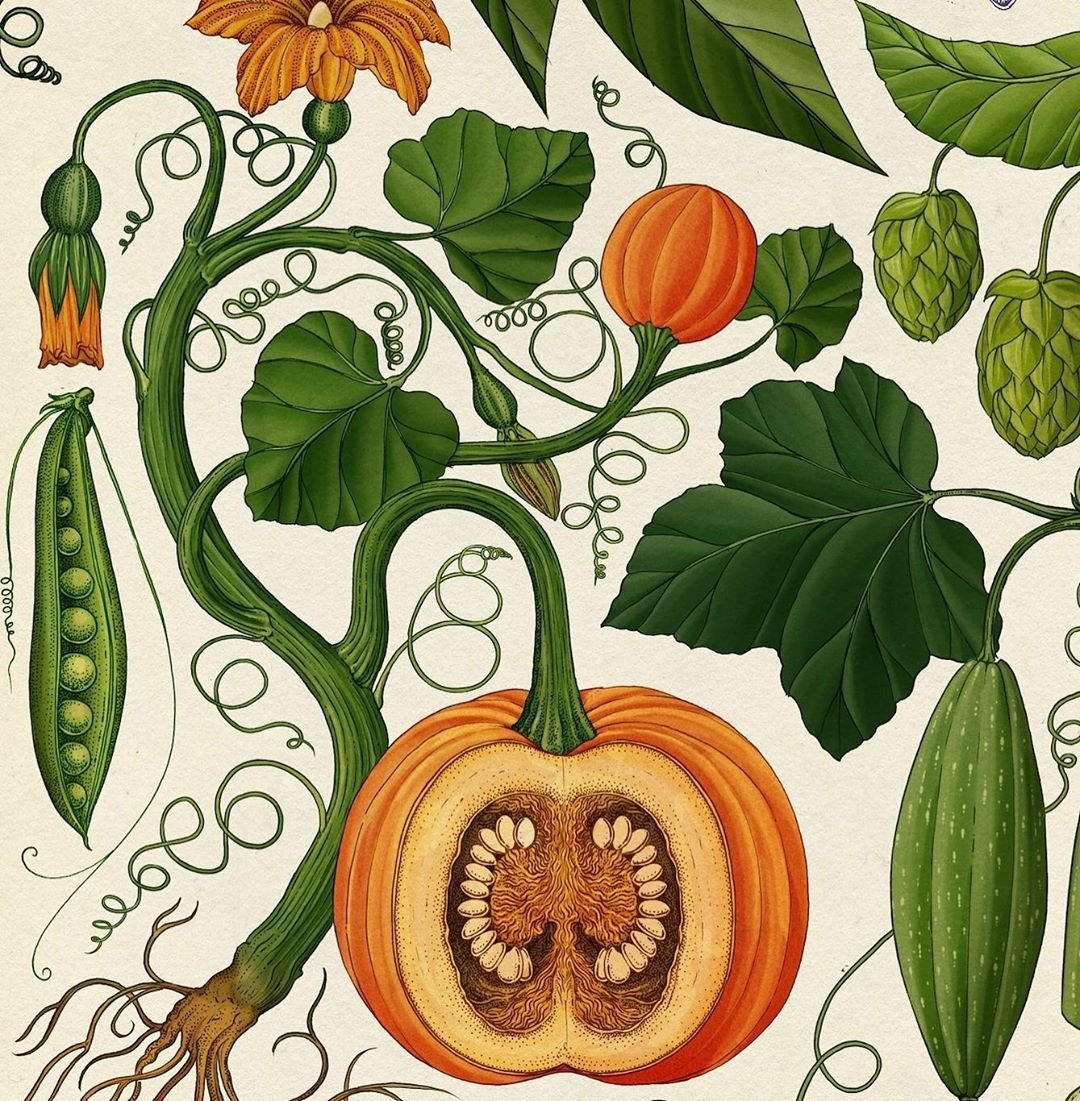 Botanical illustration тыква