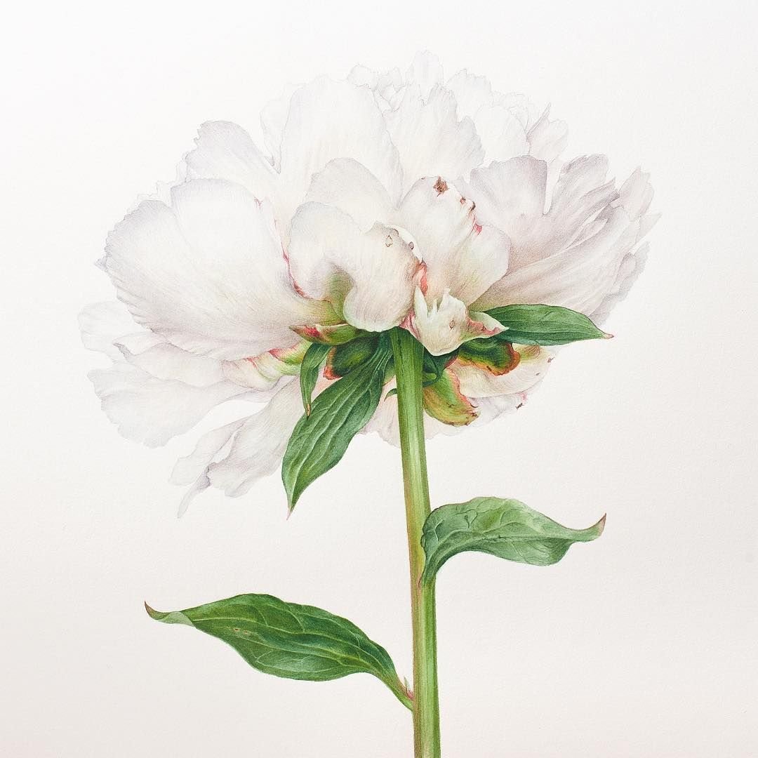 Ведьмин гербарий