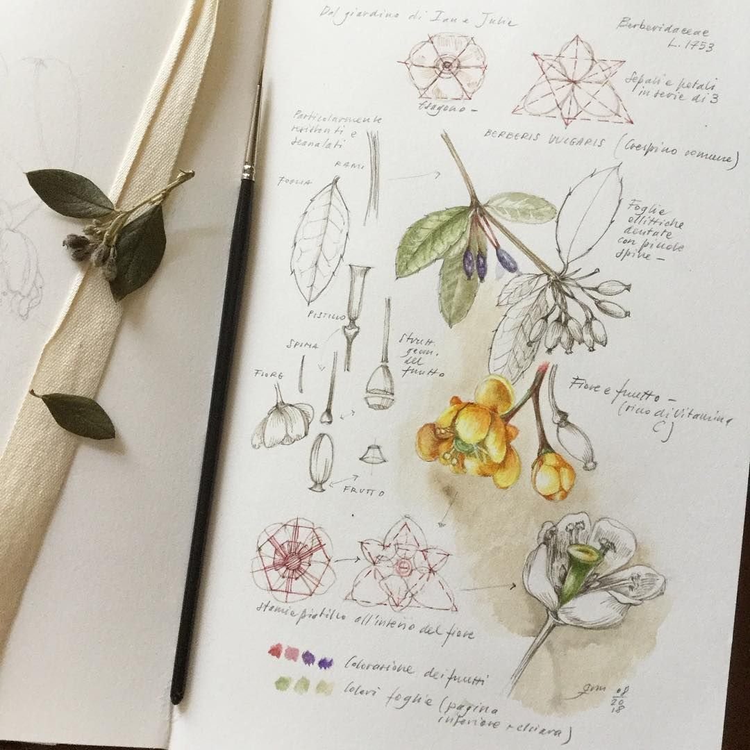 Скетчбук ботаника