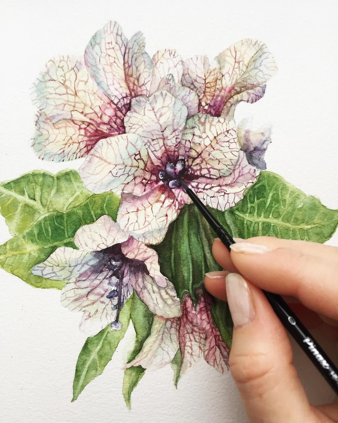 Панферова Ксения Ботаническая акварель