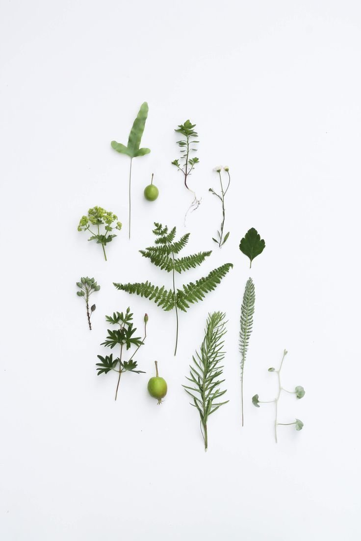 Морозник акварель