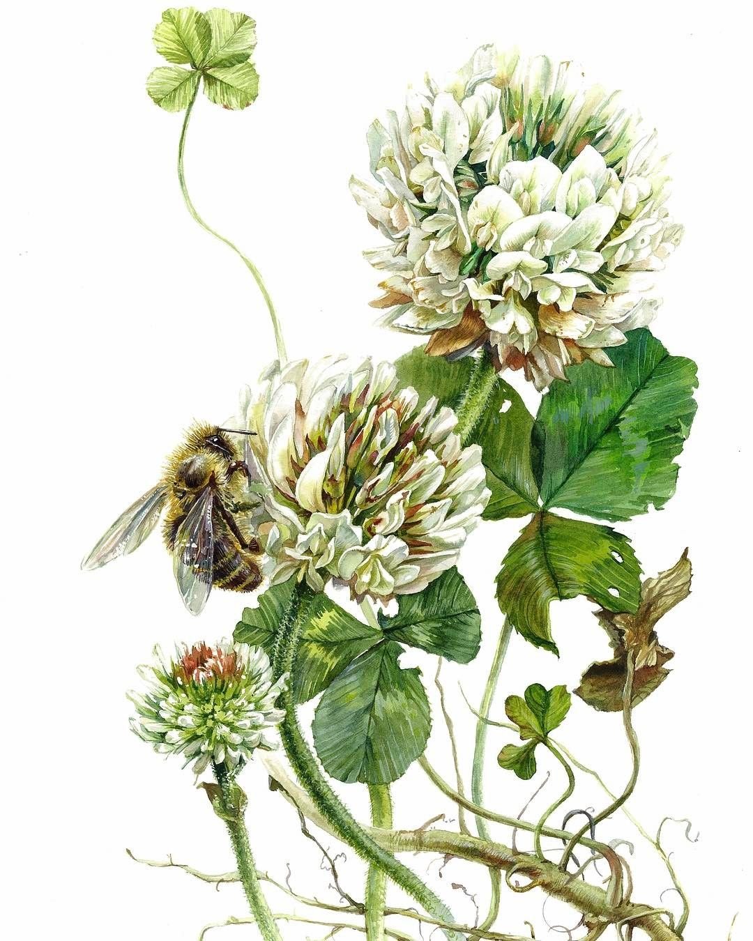 Ботаническая иллюстрация