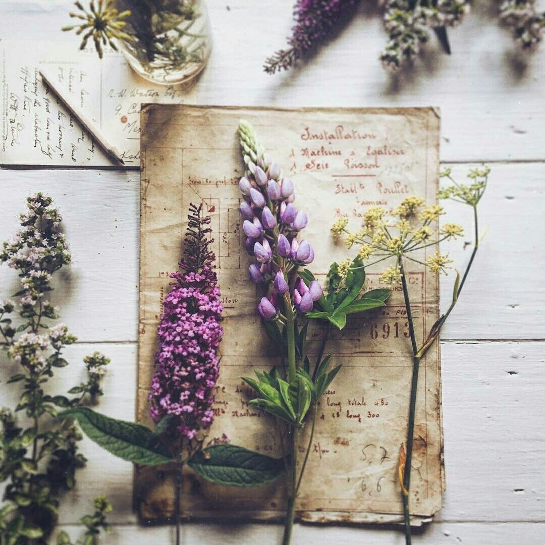 Malus Ботаническая иллюстрация