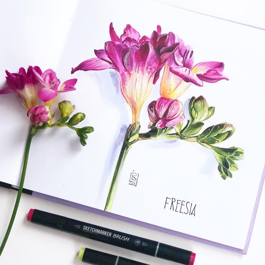 Фрезия Ботаническая иллюстрация