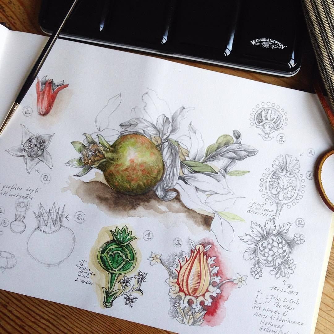 Гранат Ботаническая иллюстрация