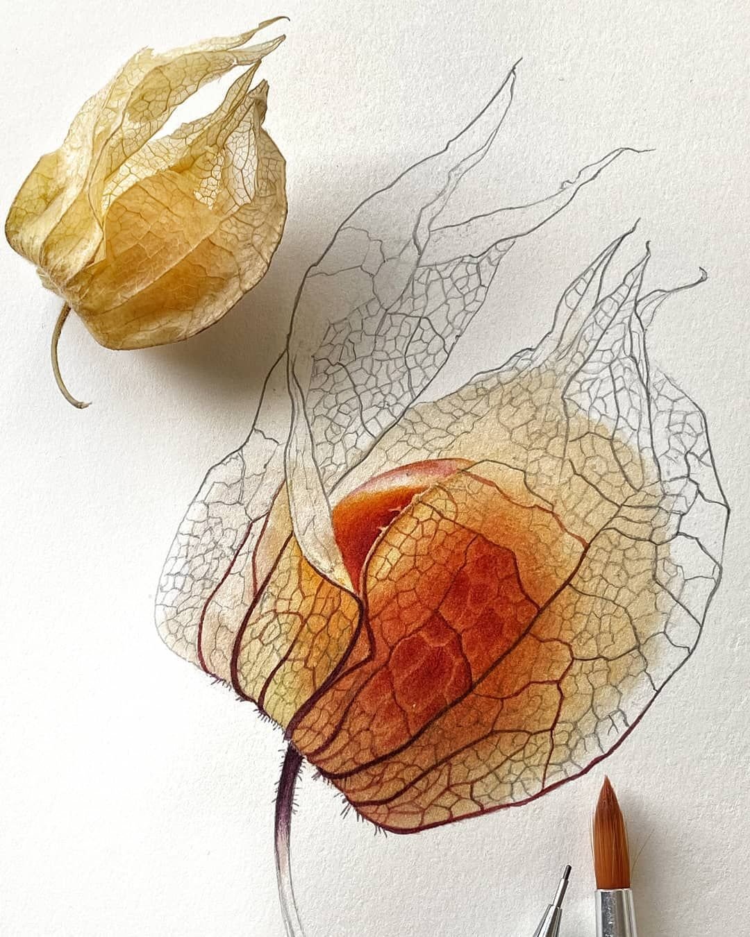 Светлана Лансе Ботаническая живопись