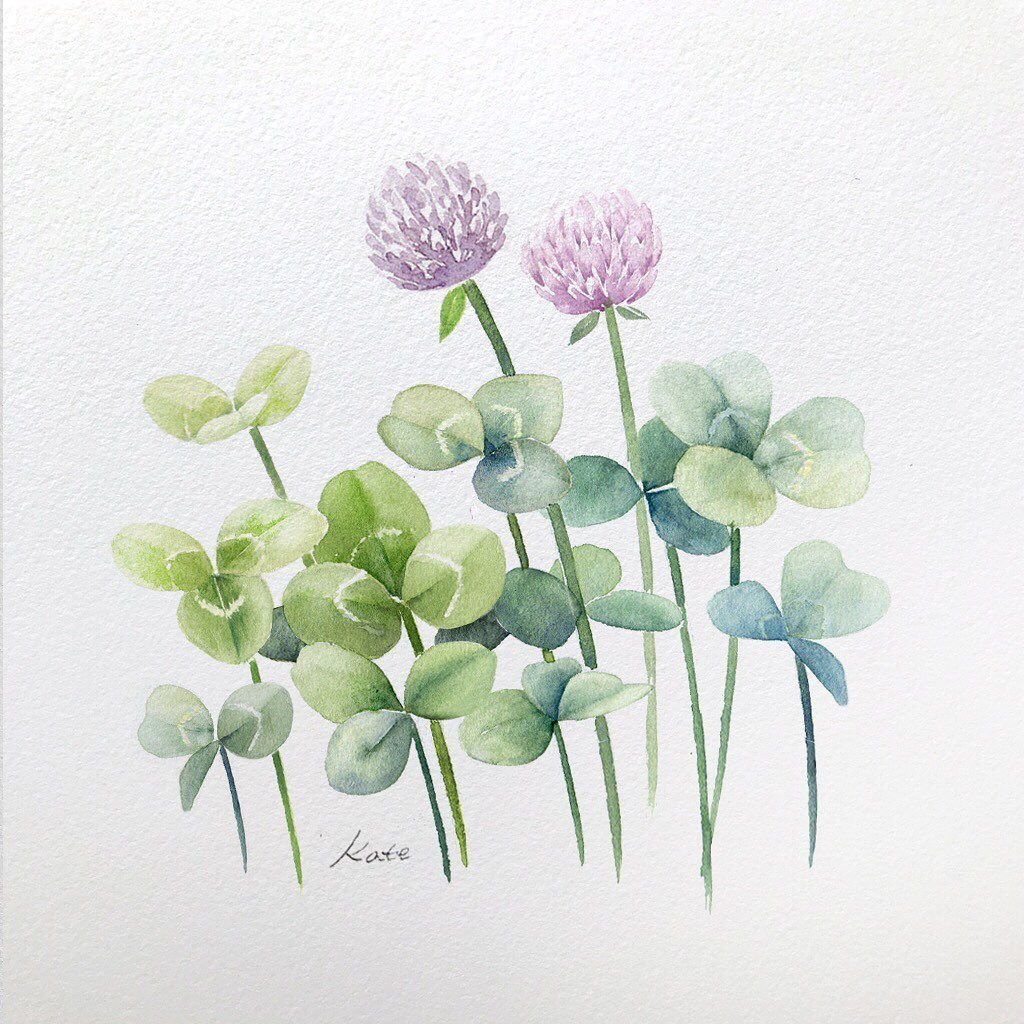 Ботаническая Акварельная живопись Клевер