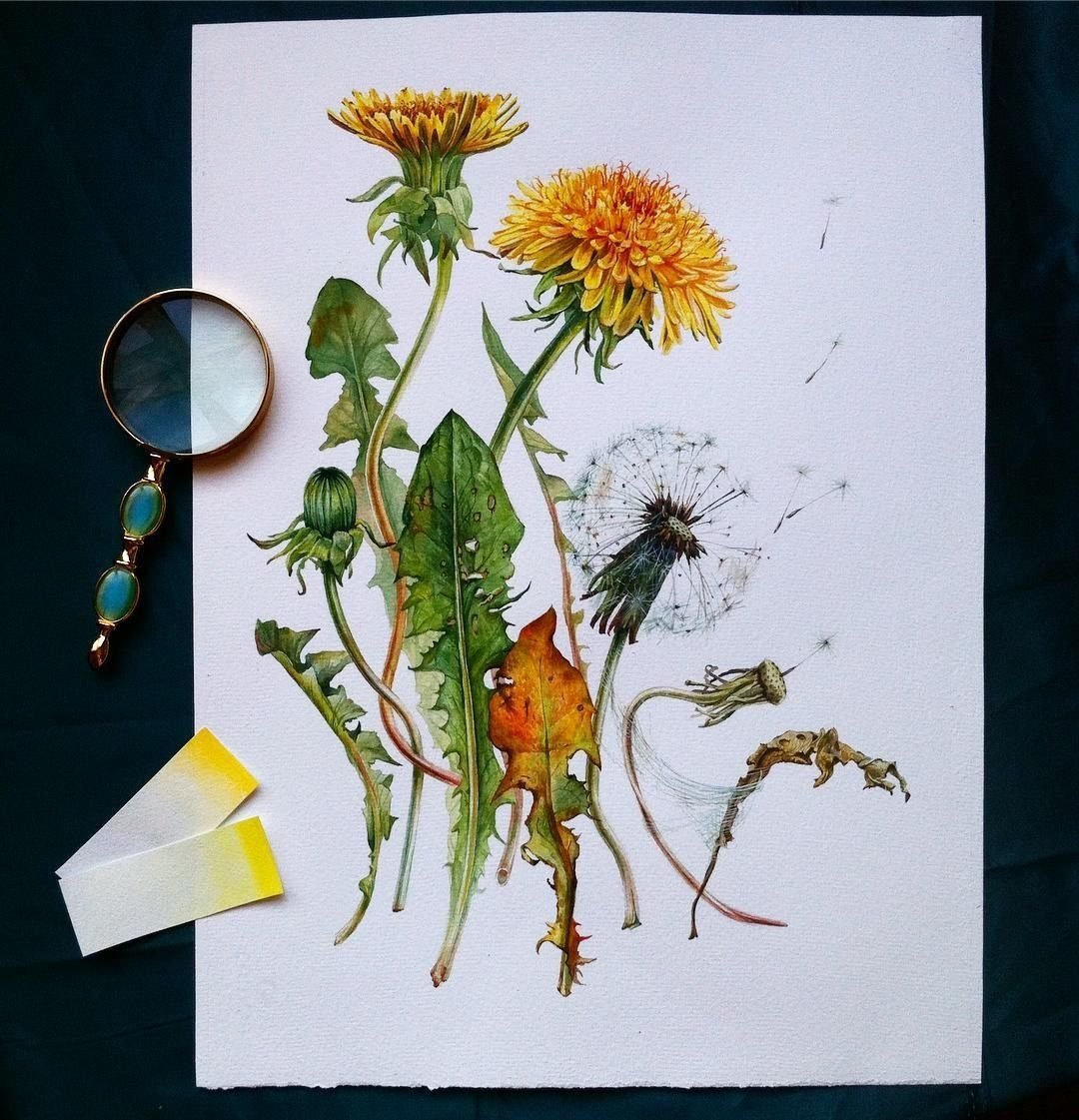 Морозник акварель