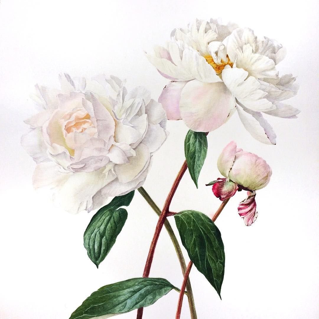 Фон для презентации по ботанике