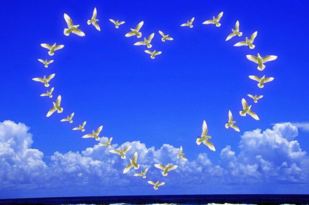 С добрым утром море цветов