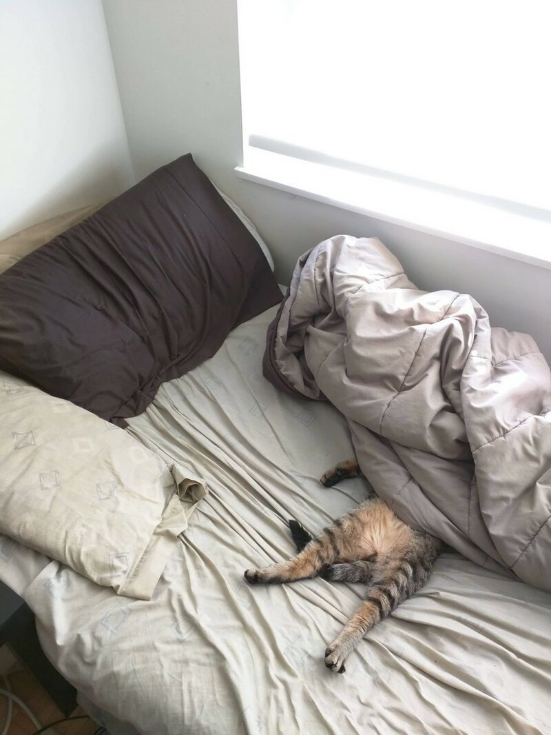 Кот в кровати под одеялом