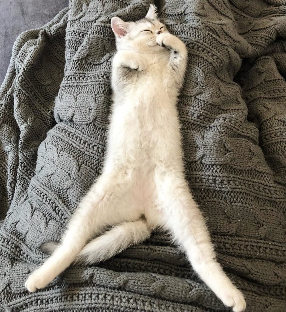 Коты в необычных позах