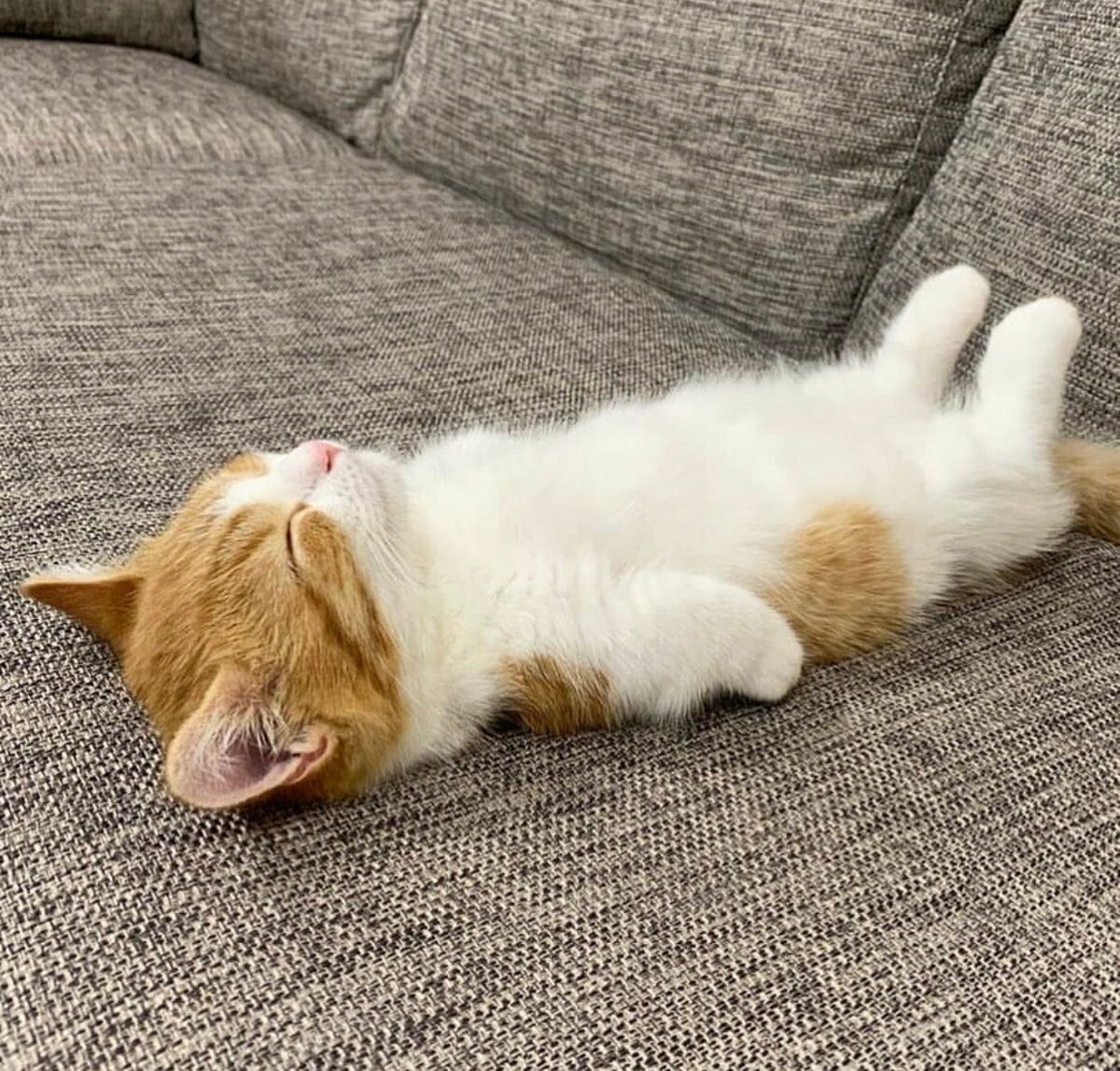 Уставший котик