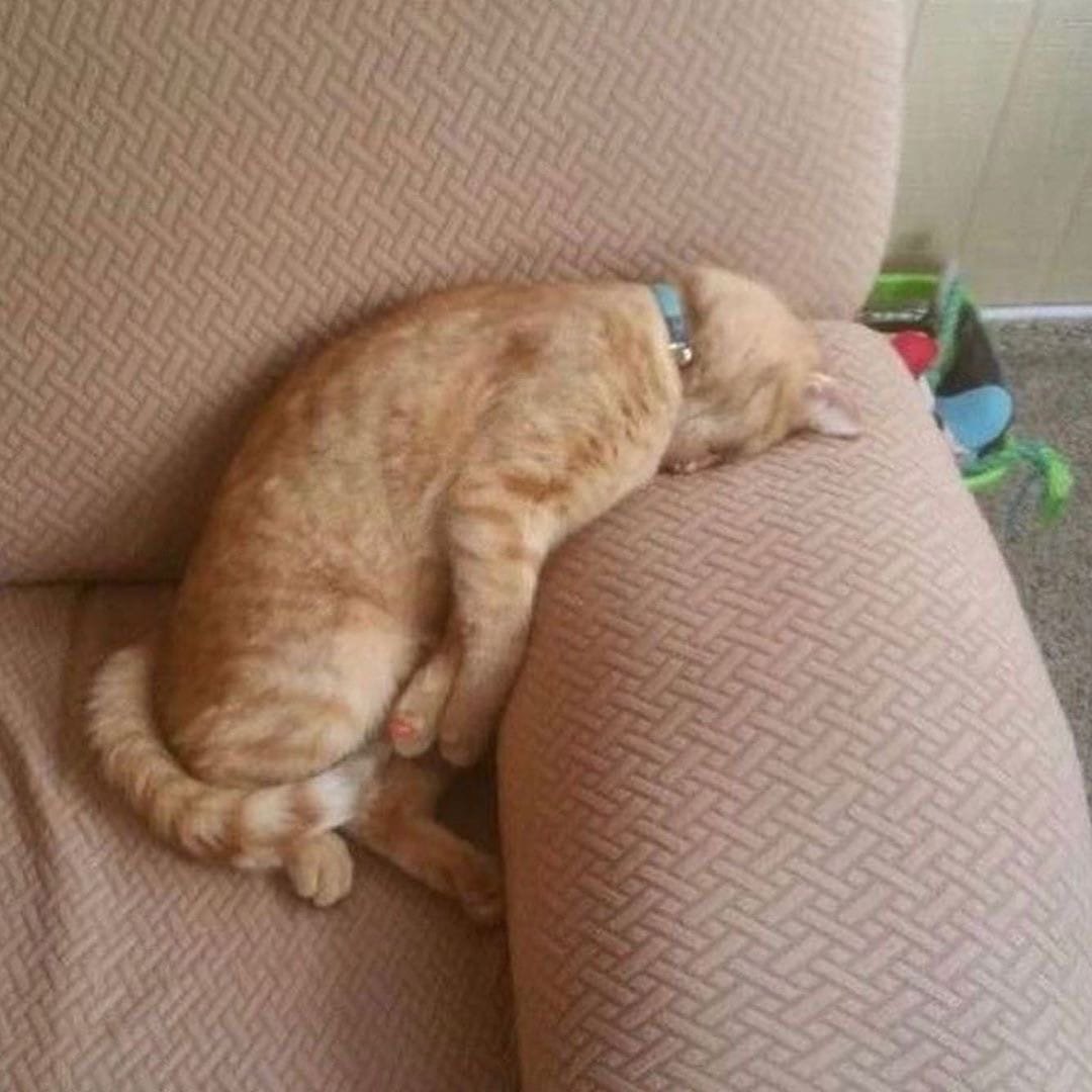 Спящий кот в смешной позе