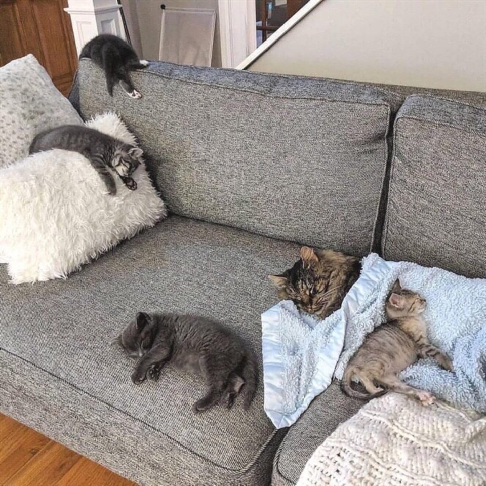 Котенок на диване