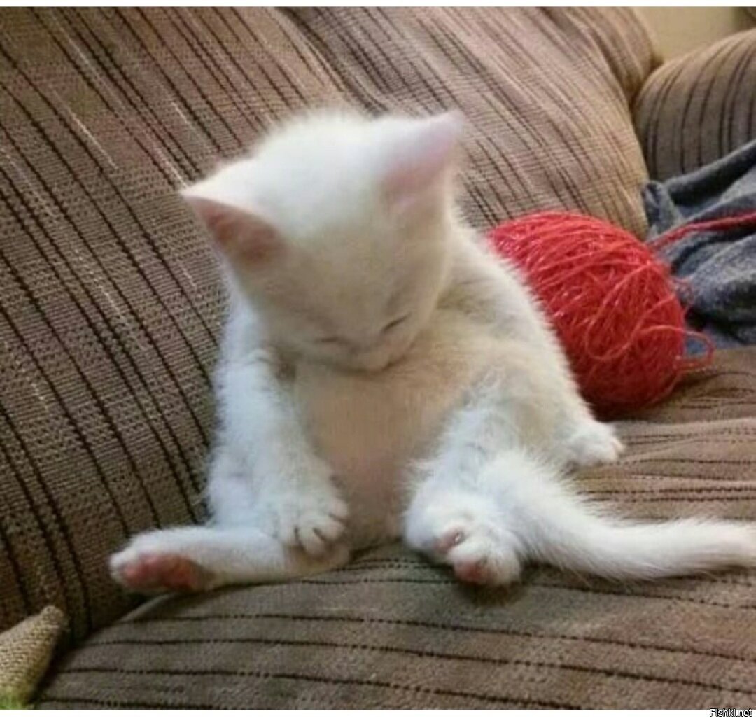 Очень Сонный кот