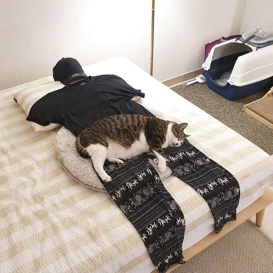 Лежу картинка смешная