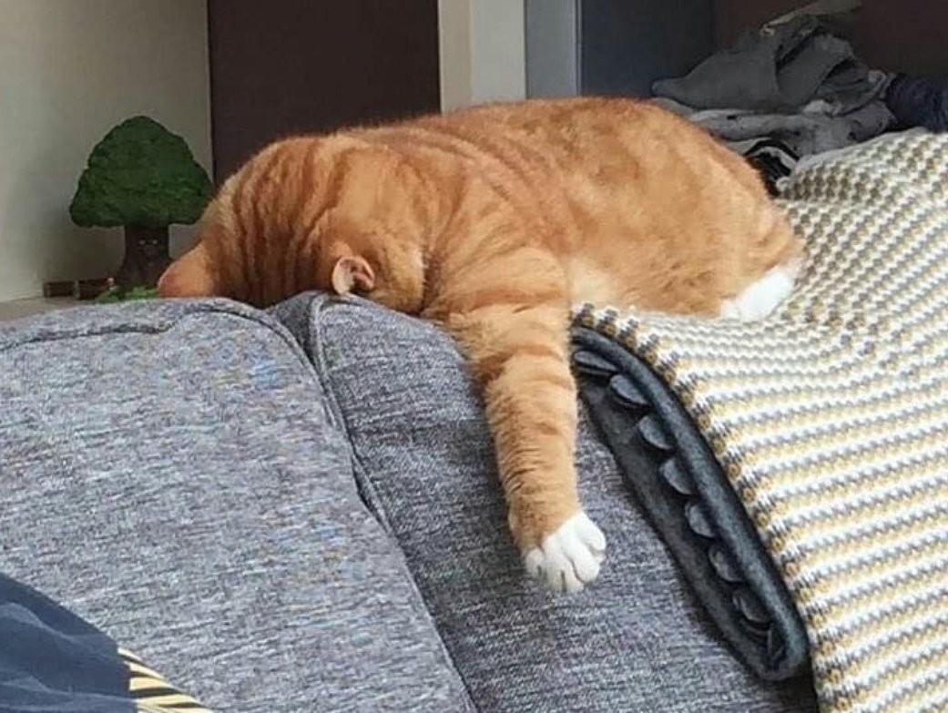 Уставший Сонный кот