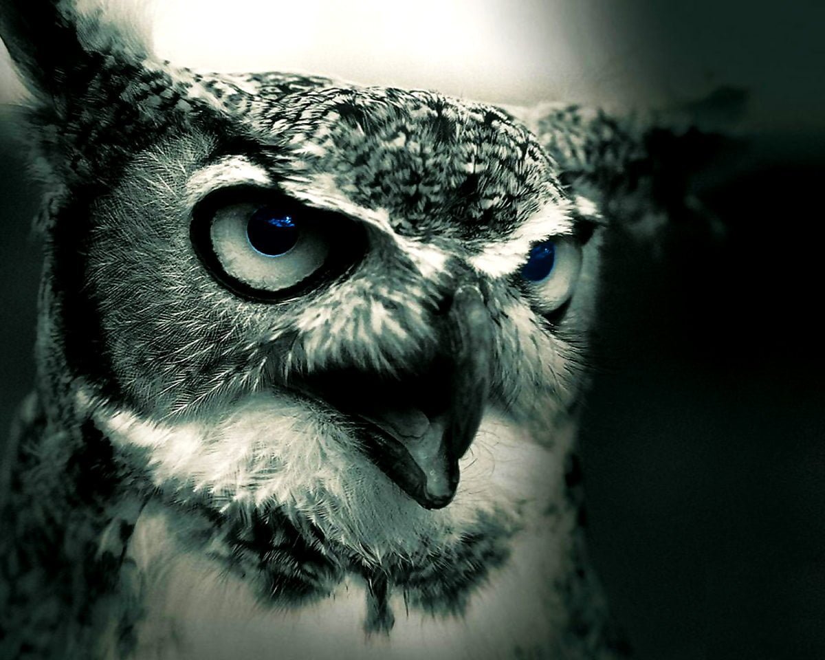 Хмурая Сова