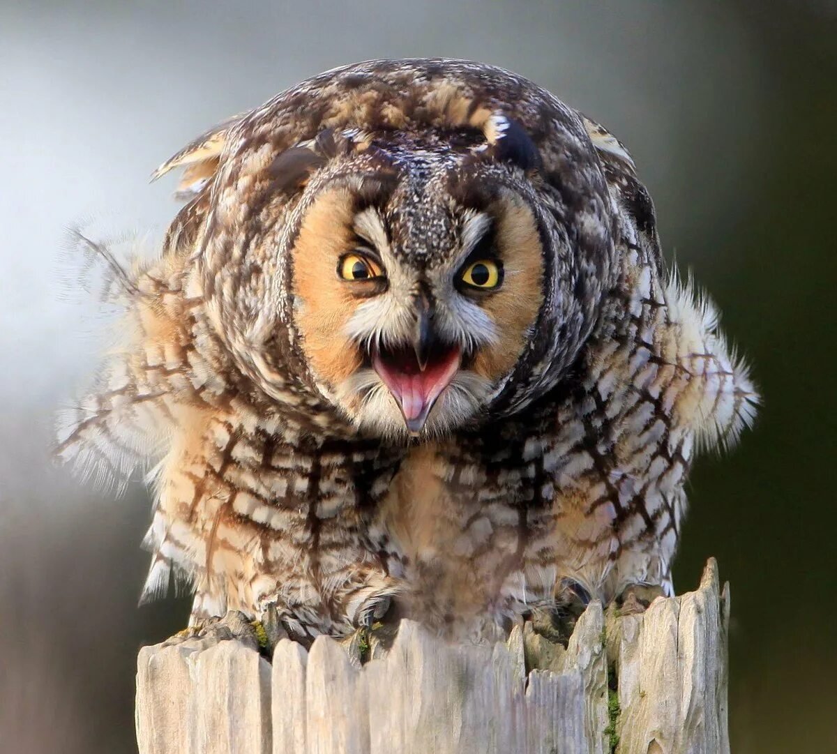 Сова с кофе