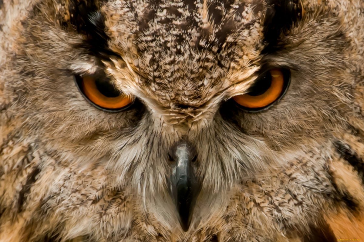 Филин глаза