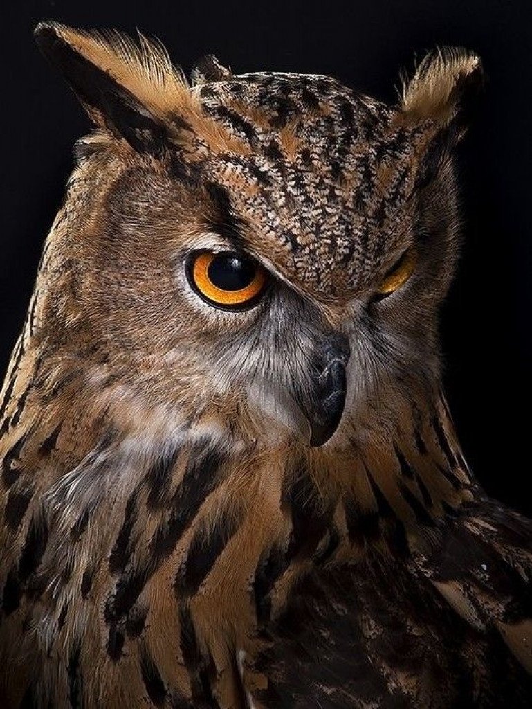 Всратая Сова