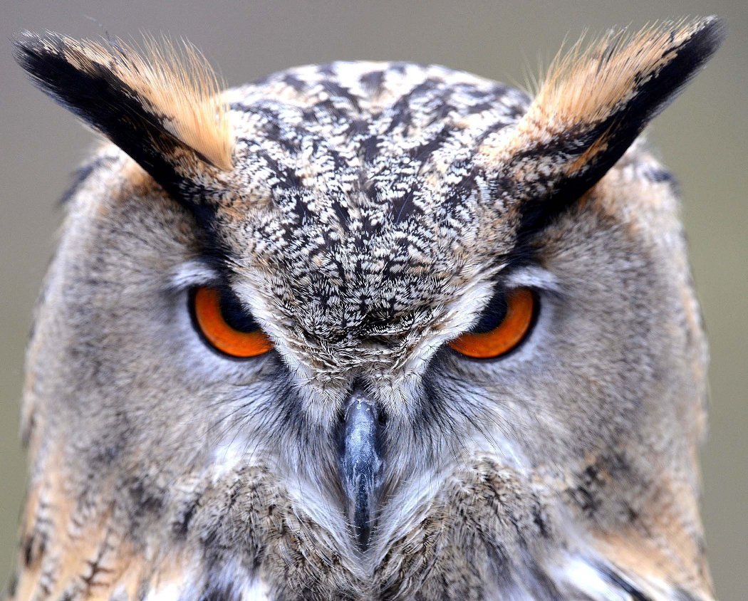 Филин Борис Николаевич