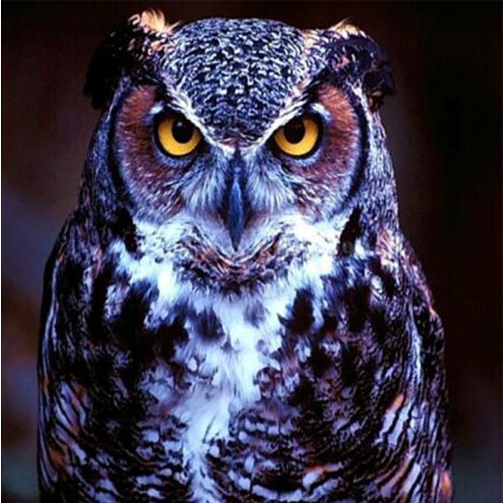 Сова фото
