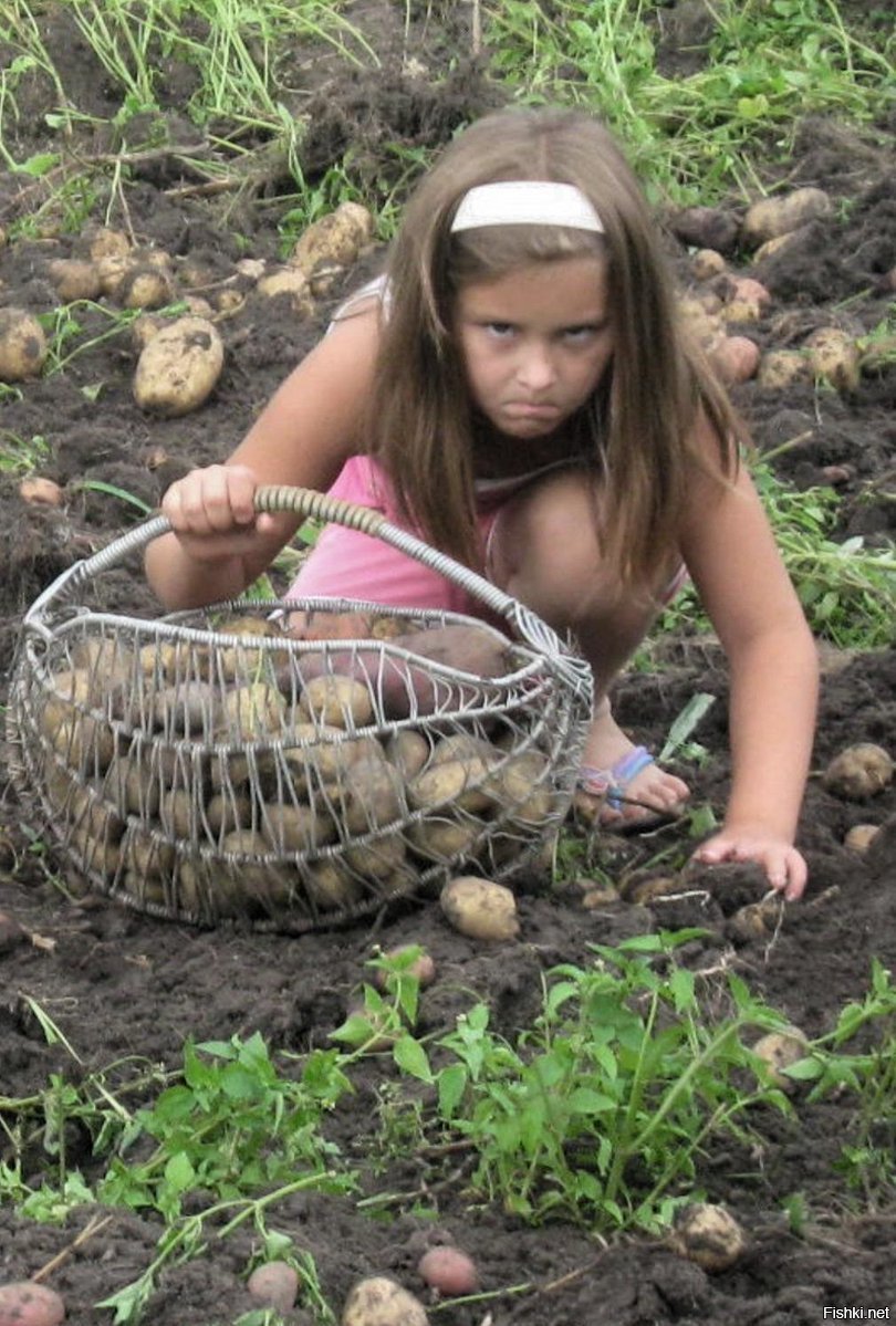 Уборка картошки прикол