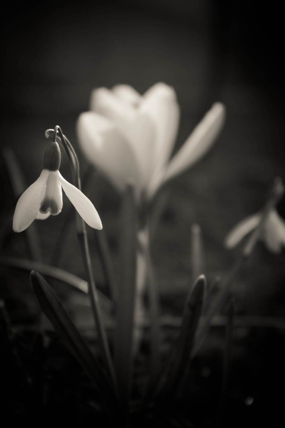 Подснежник одной линией