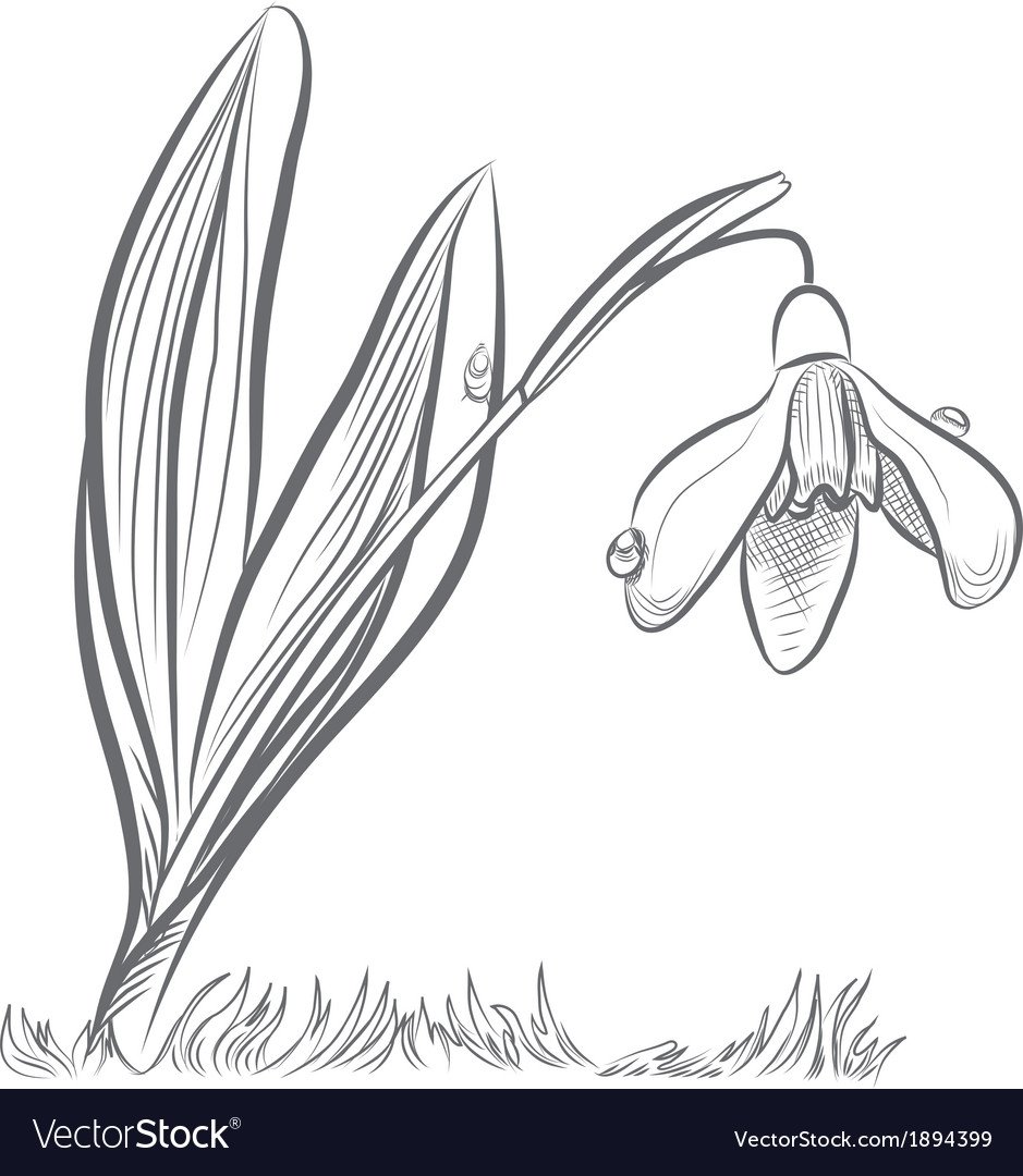 Подснежподснежник вектор