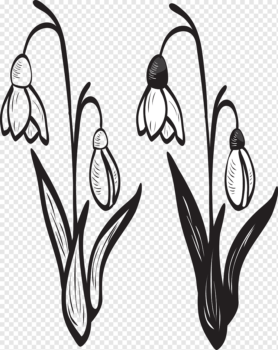 Подснежники Графика