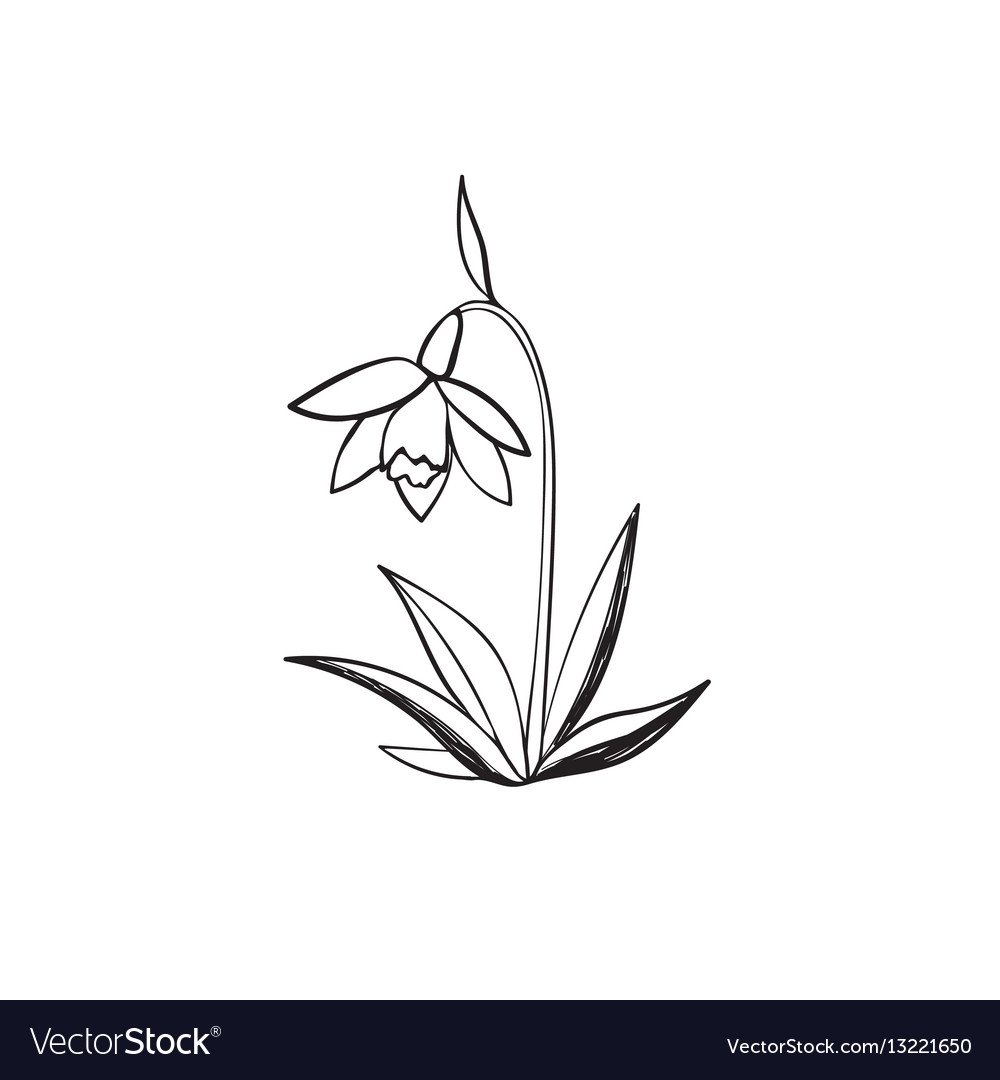 Подснежник раскраска