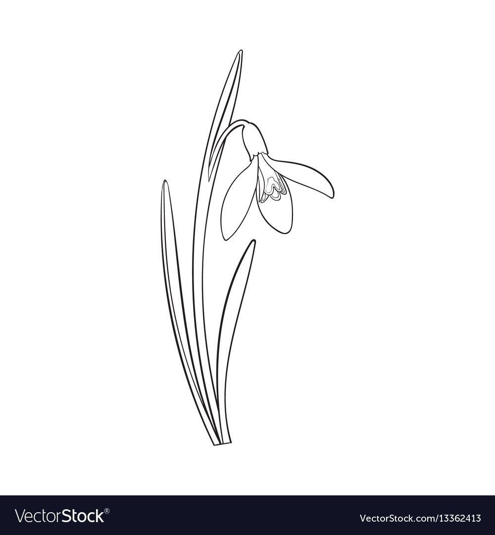 Подснежники вектор