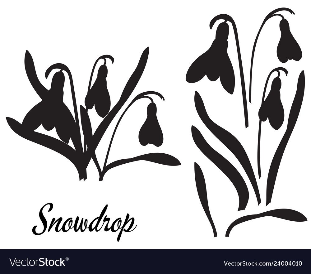 Нежные цветы подснежники