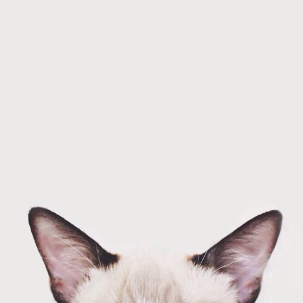 Мур Мур киса