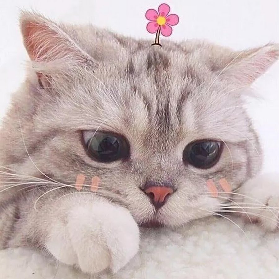 Милые пикчи с котами