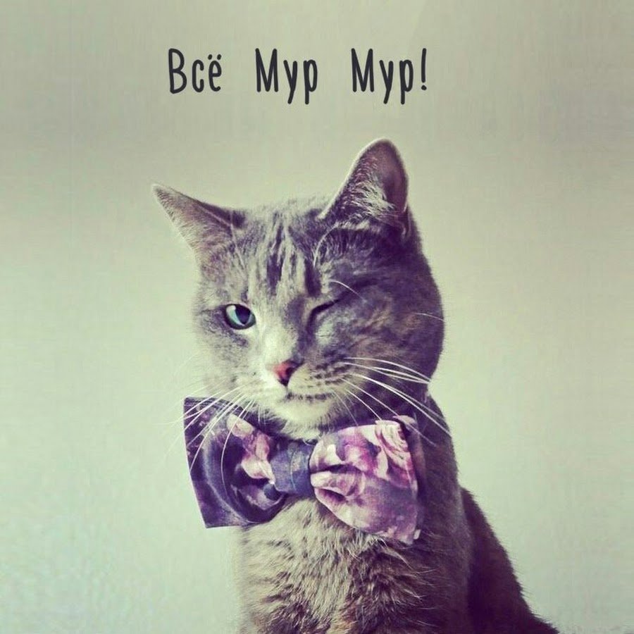 Котик Мур Мур