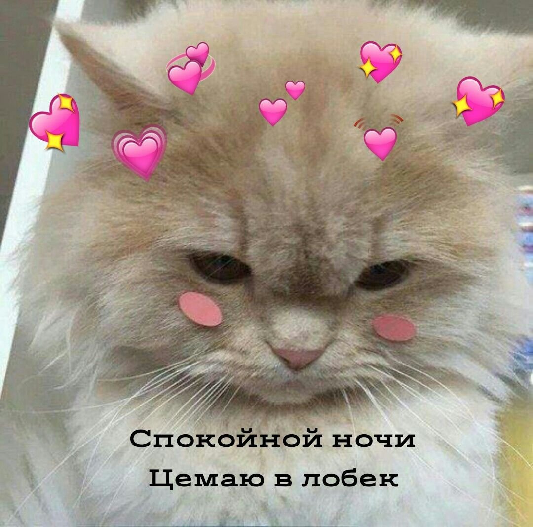 ВП С котами Бульбуль