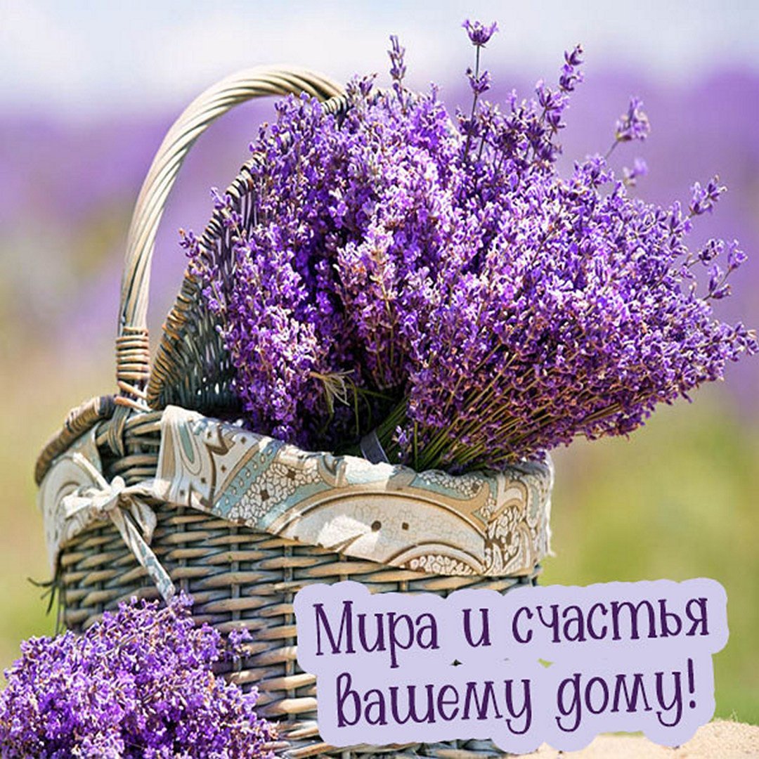 Цветы Прованса