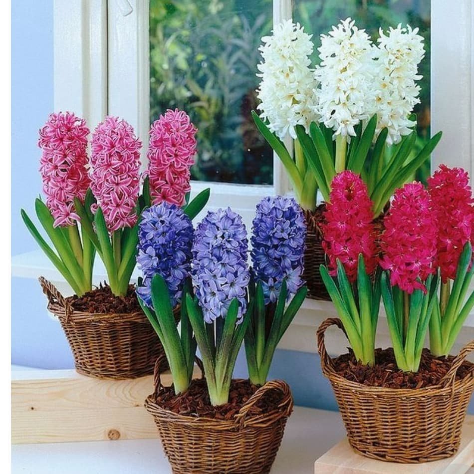 Гиацинт Шоумастер