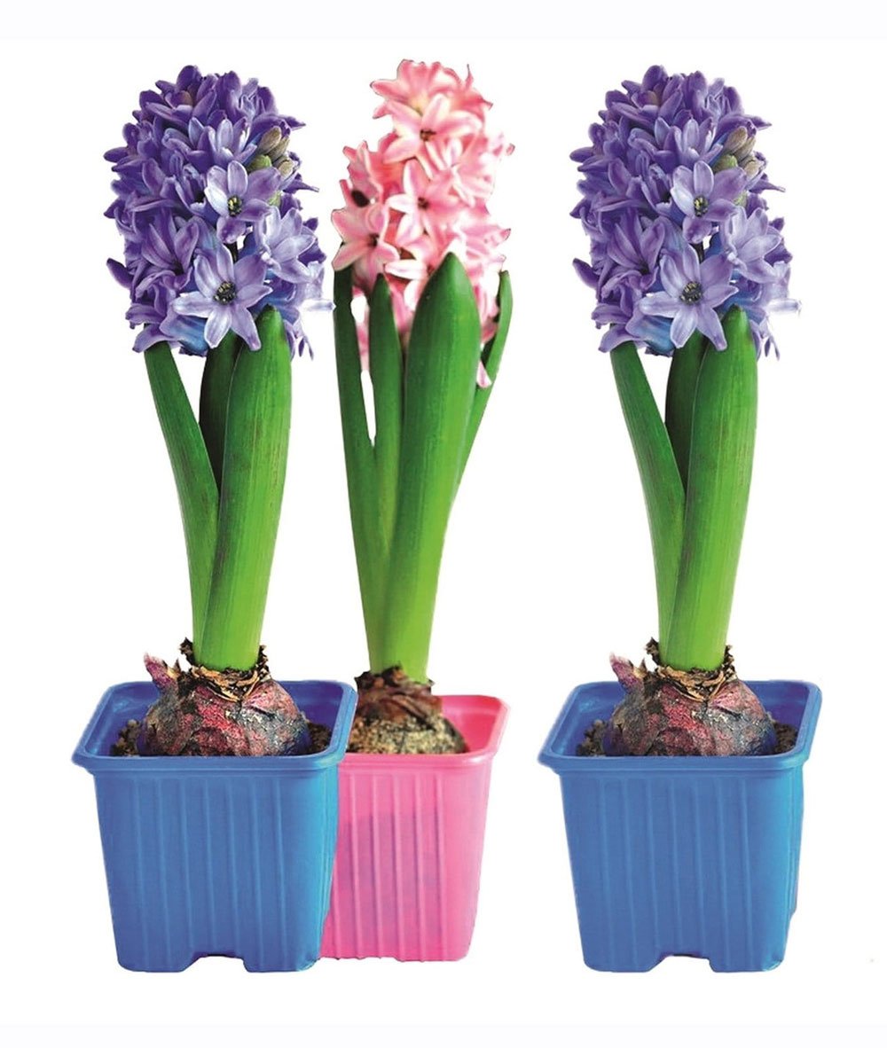 Гиацинт Йеллоу куин