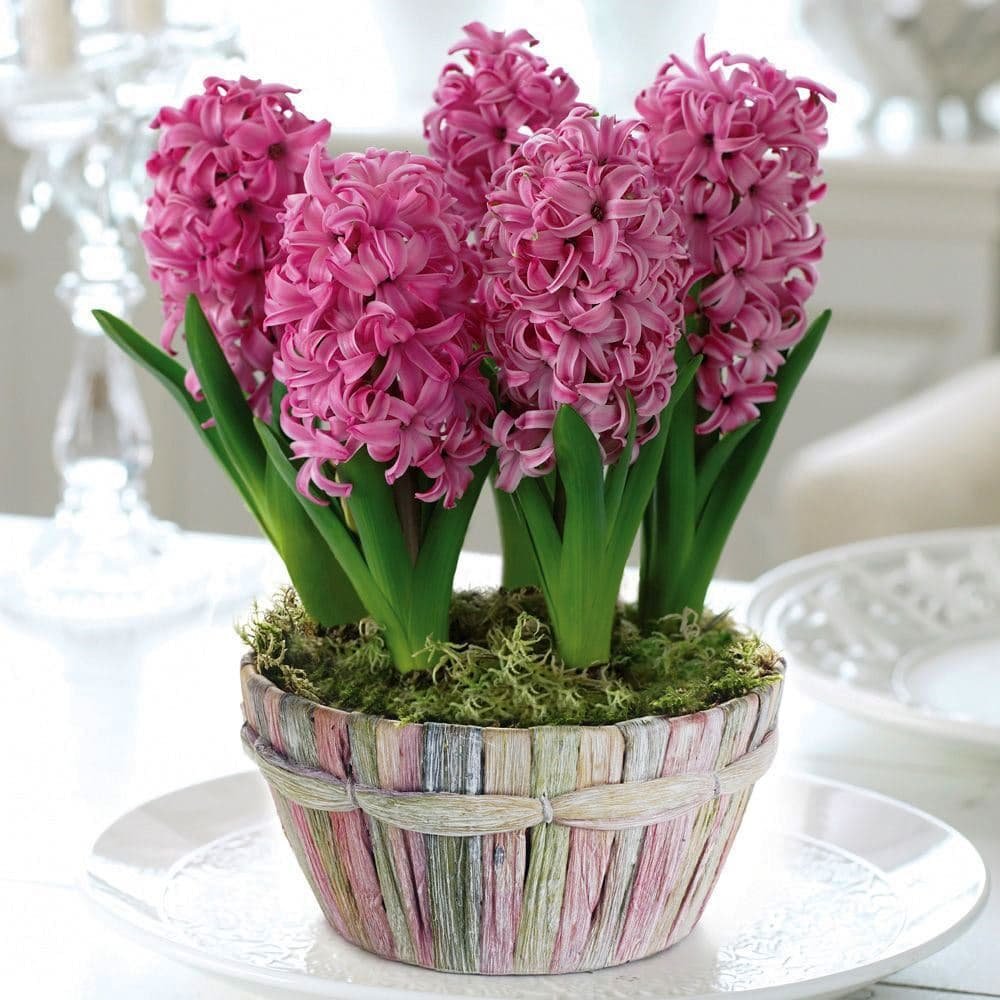 Гиацинт Пинк Перл