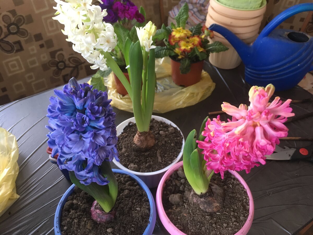 Канала растение