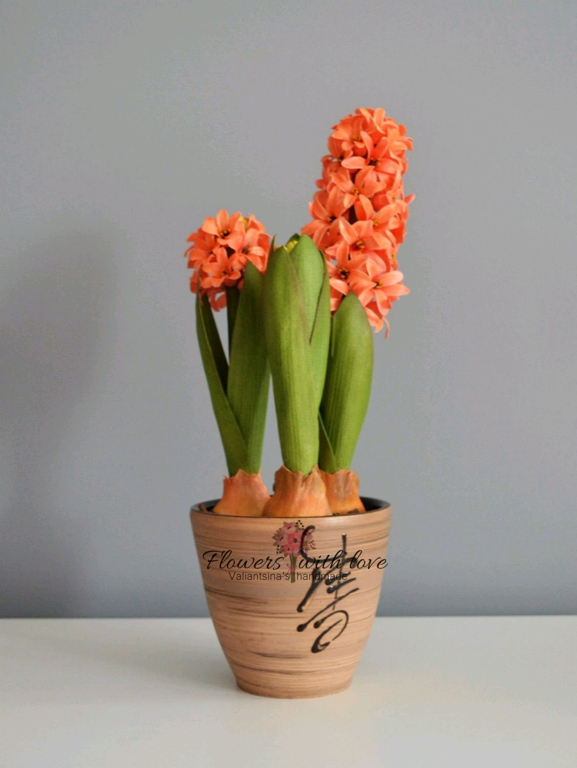 Горшечный гиацинт