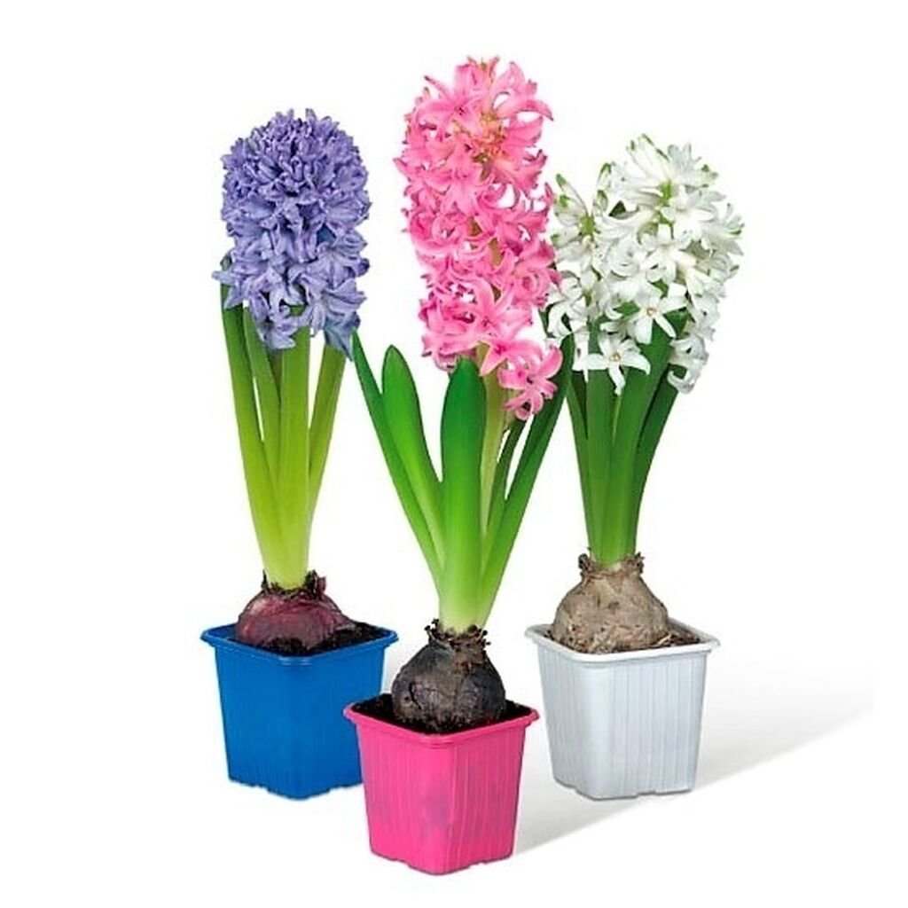 Гиацинты в горшках иллюстрация