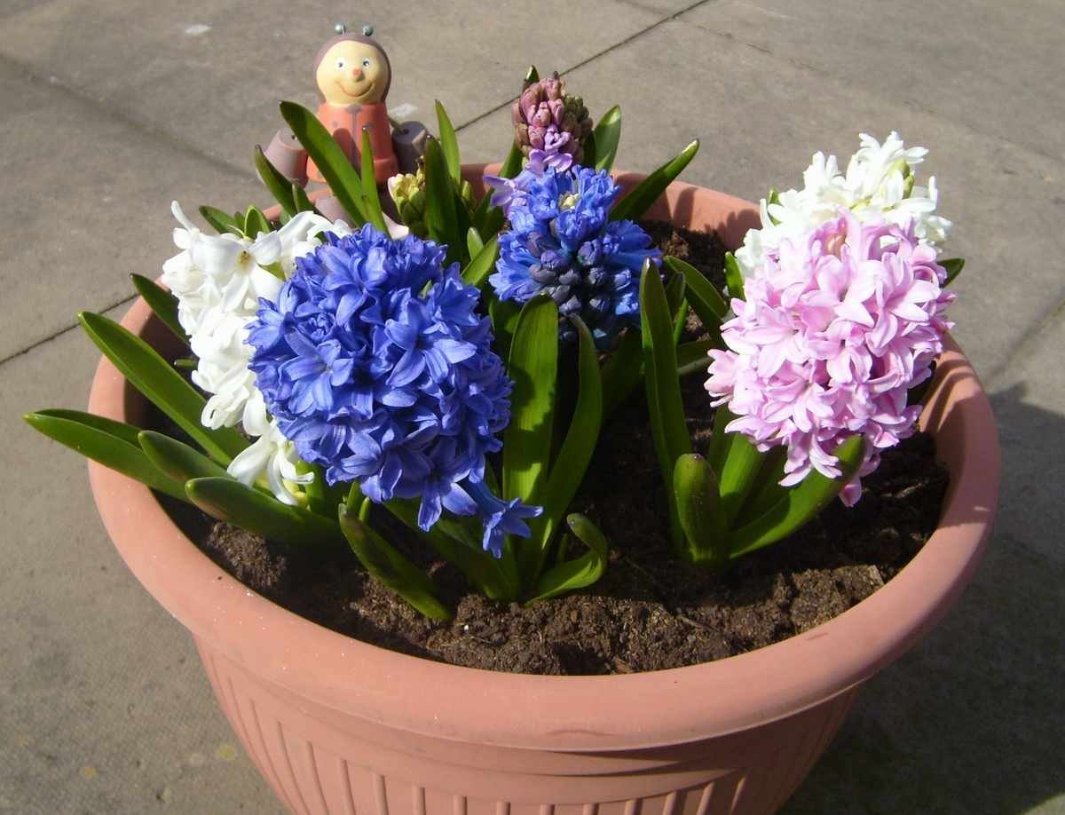 Гиацинт в гидрогеле