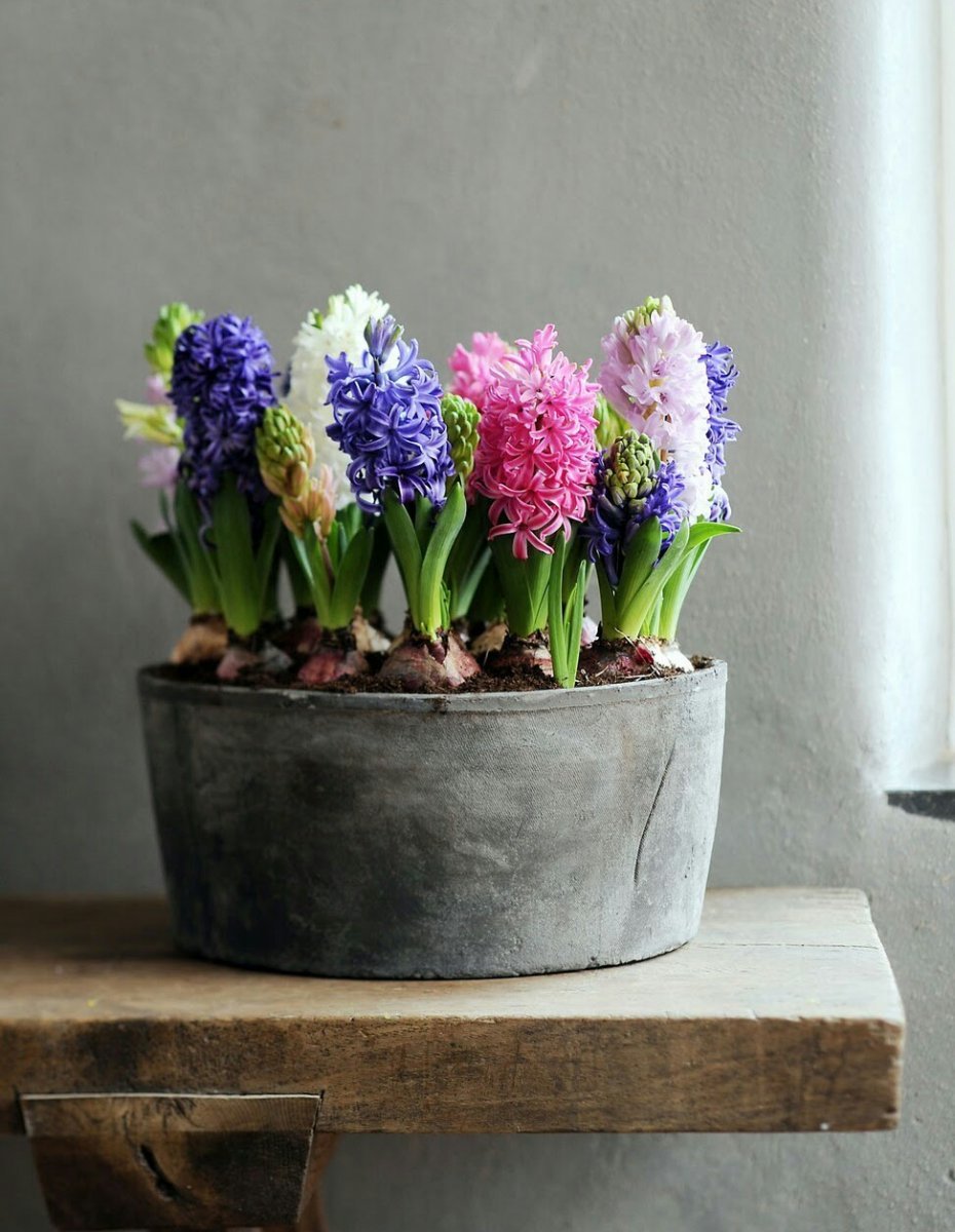 Гиацинты, гиппеаструм, фрезия